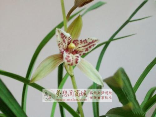花梦