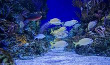 美丽的“海洋”