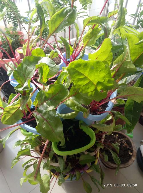 我的小植物园