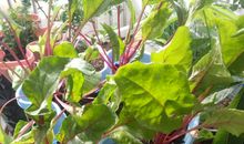 我家的小小植物园