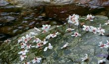 细雨闲花的寂寞