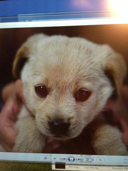 贵宾犬
