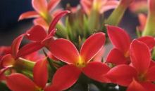 一簇花改变了我