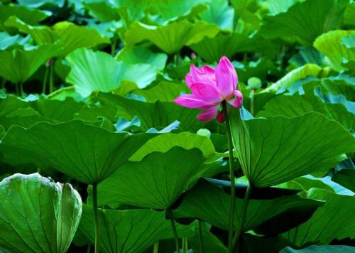 美丽的莲花叶子