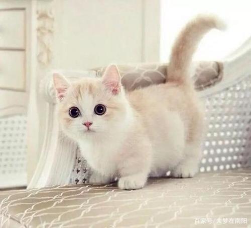 猫性
