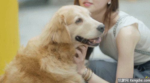 大狗高