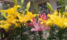 那朵山百合留在我记忆的深处