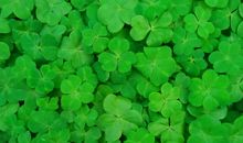 青青小草触动了我的心灵