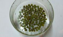 种豆子观察日记两则