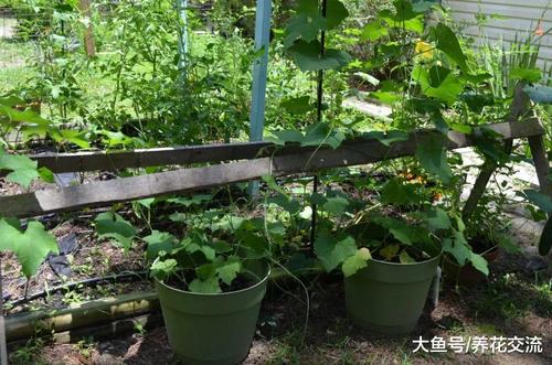院子里的大丝瓜