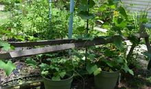 院子里的大丝瓜