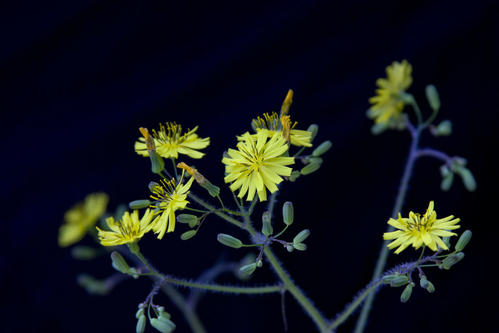 我是一个野生菊花。
