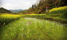 晒在太阳下的幸福