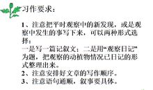 写观察日记四年级下册