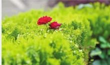 万绿丛中一点黄