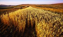 田野上的风起了