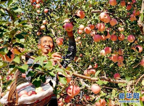 去果园水果