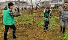 又是一年植树时