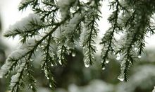 当晚风拂过树梢时的感觉真好