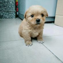 小白狗在我的房子里