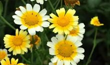 心中的一份真情