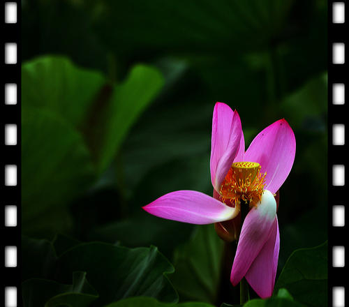 当花瓣离开鲜花