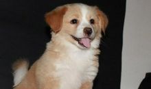 五年级我是动物作文第一人称写狗