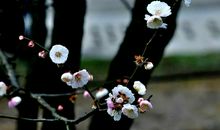 咏唱家乡四季歌