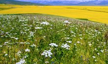 那一抹灿烂的微笑