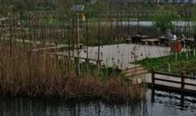 早春的洋湖湿地