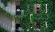 爬山虎也是学校