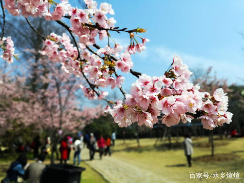 樱桃季节
