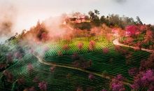 在飘雪的季节守侯花开