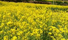 家乡最熟悉的眷恋