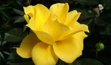 留在心底的那份清香