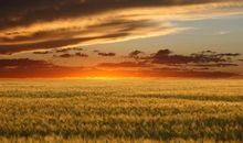 麦田中怒放的初中生活