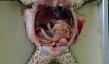 第一次解剖青蛙