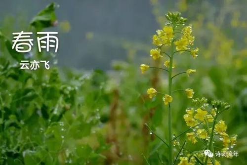 软弹簧雨