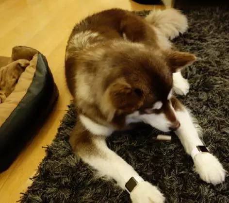 最喜欢的小狗可以