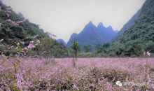 历史将记住这片花海