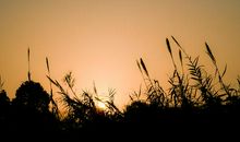 那一片芦苇生命中的坚强