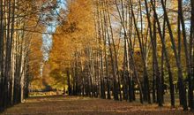 校园门前的那片小树林