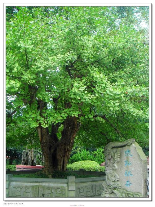 果树在记忆中