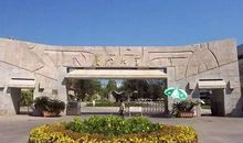 校门门前的那片小树林