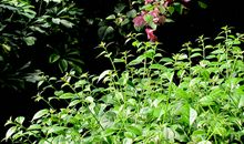 我渴望那一抹绿色