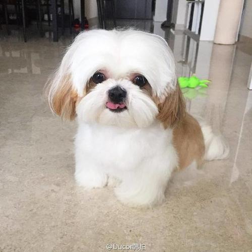 可爱的xi tzo