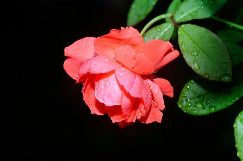 雨季