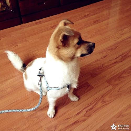 在我家前面的小狗