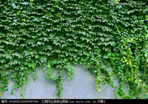 心灵的山攀岩虎