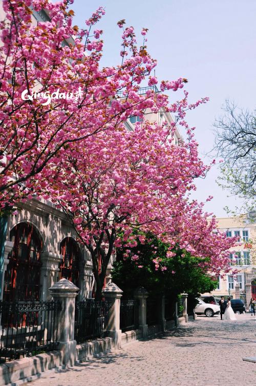 等待开花的花朵